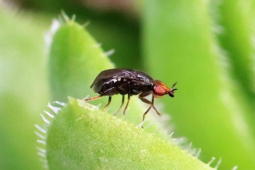 Réf. 307 080 : Camarota curvipennis